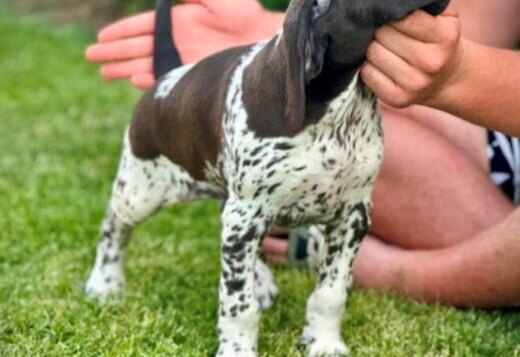 German Shorthaired Pointers, female puppies