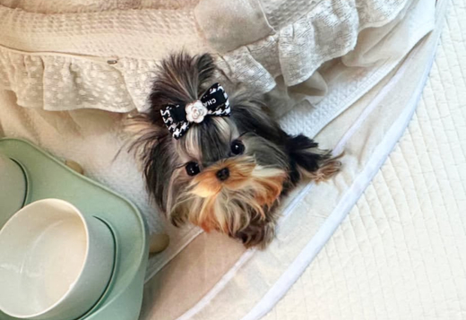 Beautiful small size Yorkie puppy