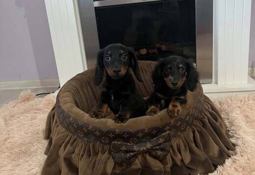 Long haired dwarf dachshunds, superb puppies