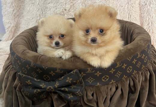Top quality pomeranians