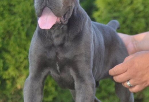Cane Corso, top quality puppies