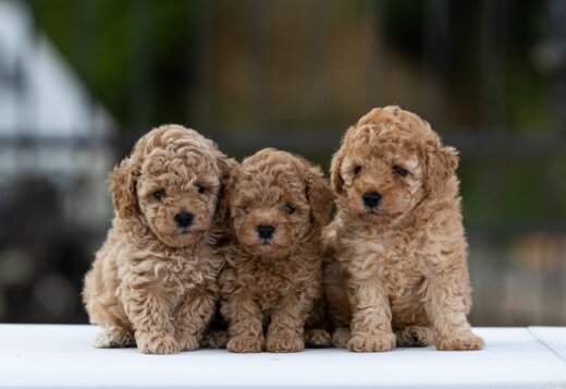 Toy Poodle – Puppies