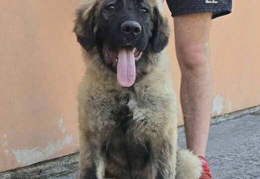 Caucasian shepherd top quality puppies