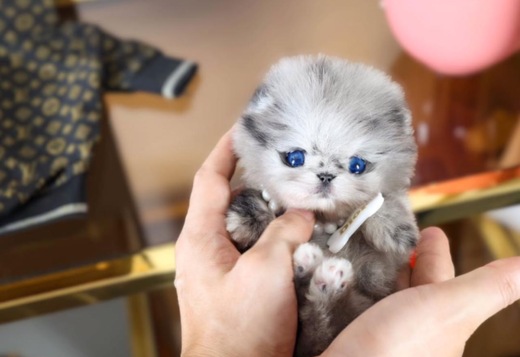 Pomeranian puppy