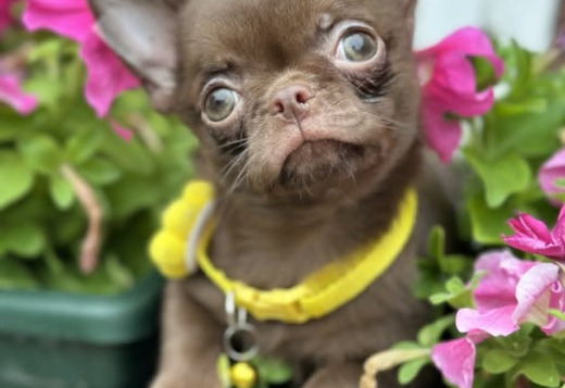 Lilac & chocolate boys chihuahua