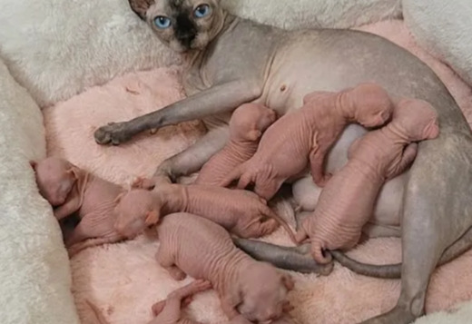 Exceptional Sphynx Kittens Looking for Loving Homes