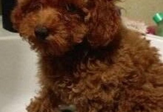 Toy red poodle puppies