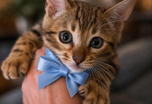 Bengal Kittens for Sale