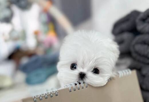 female Maltese puppies