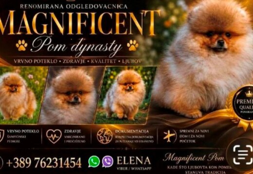 Pomeranians, exclusive puppies of Brazilian bloodline