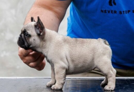 French bulldog, puppies