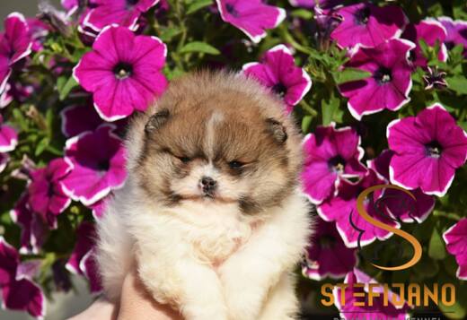 Pomeranian Spitz Puppies