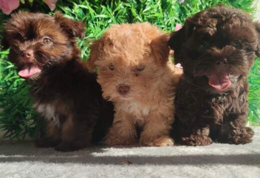 Bolonka Zwetna Puppies
