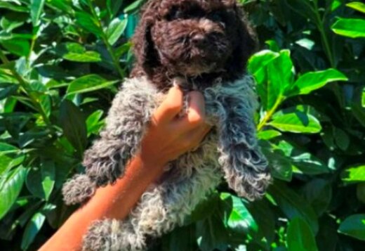 Lagotto Romagnolo puppies