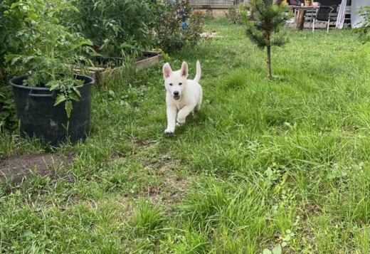 White Swiss Shepherd – Puppies