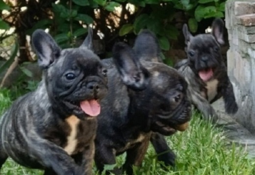 French Bulldog