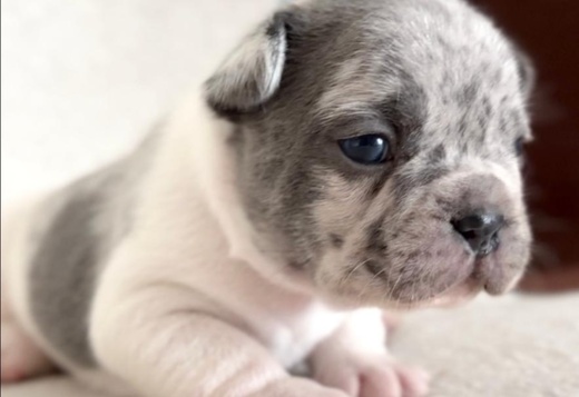 French Bulldog puppies
