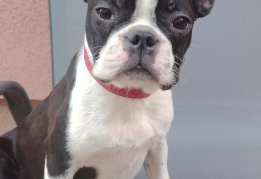 Boston Terrier Female Puppy