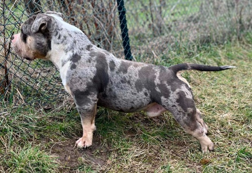American Bully Pocket – Male and Female for Sale