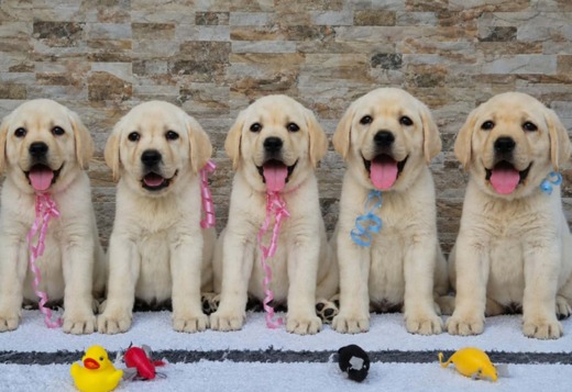 Labrador retriever puppies, beautiful