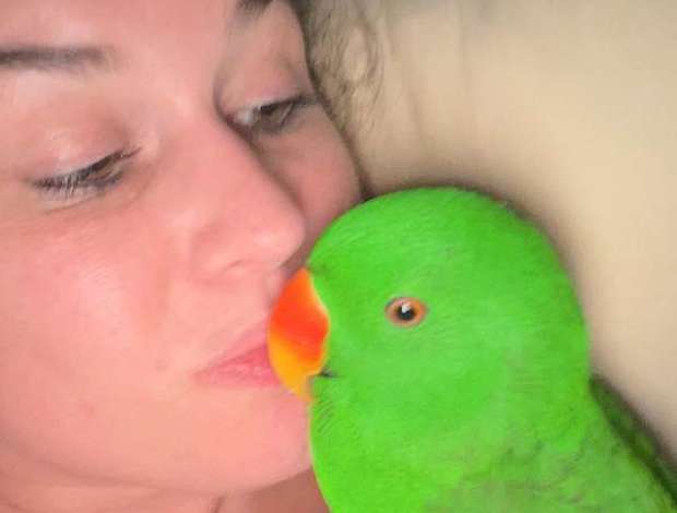 Eclectus Pair Red Sided Eclectus Parrot