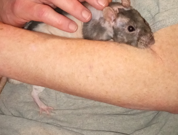 Mouse & Rat Reds Rat Safari