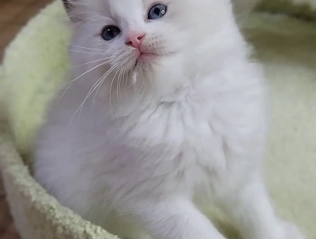 Ragdoll Ragdoll kittens