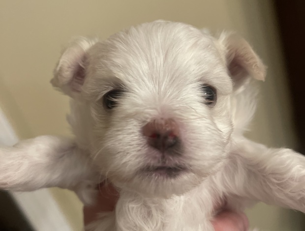 Maltese MALTESE FEMALE - ONLY ONE LEFT - CKC REGISTERED