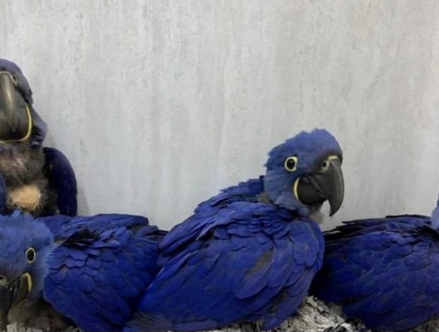 Macaw Hyacinth Macaw & Blue and Gold and Camelot macaws for sale