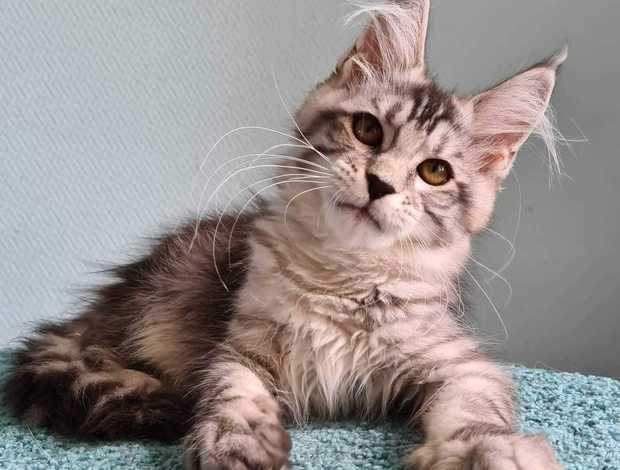 Maine Coon kittens for sale Maine coon