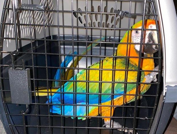 Macaw Camelot Macaws for sale