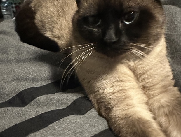 Siamese Make Siamese Kitten