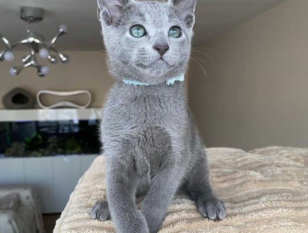 Russian Blue Russian Blue kitten For Sale