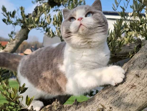 British Shorthair British Shorthair Kitten For Sale