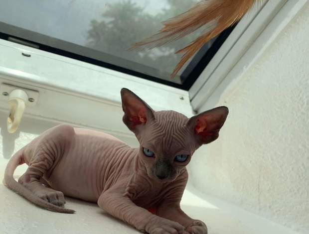 Sphynx Pink female Spynx cat