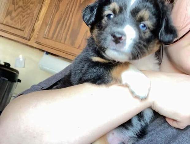 Australian Silky Terrier Mini Australian shepherd puppies