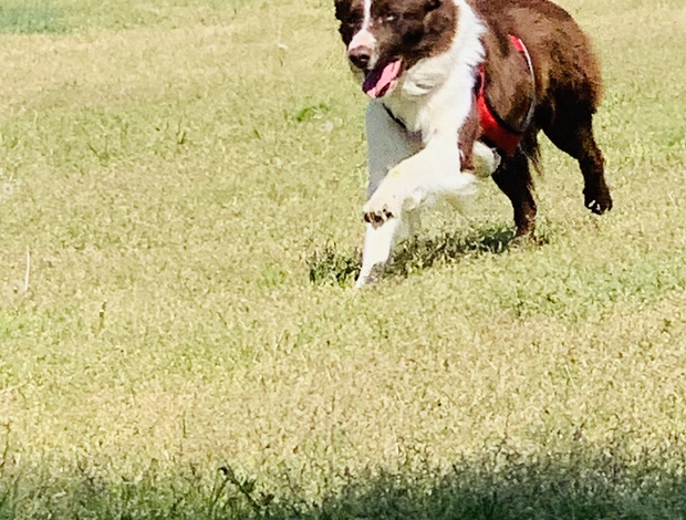 Border Collie Farm Dog