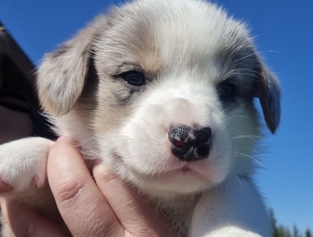 Welsh Corgi, Cardigan Puppies