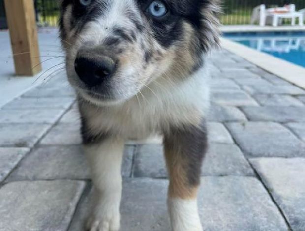 Miniature Australian Shepherd Miniature Australian Shepherd