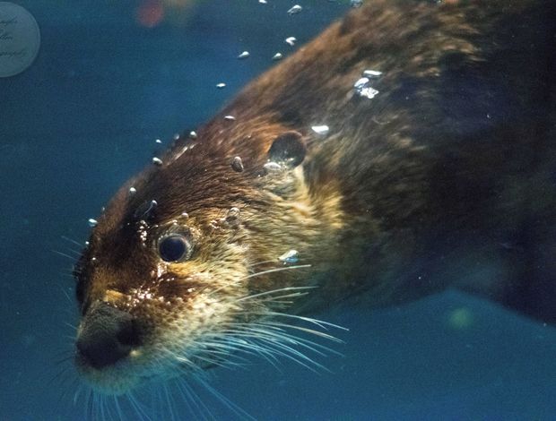 Otters North American River Otters