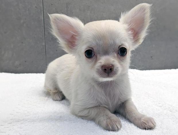 Chihuahua chihuahua puppies