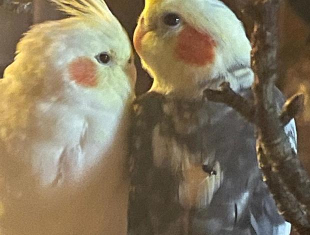 Cockatiel Hand Raised Baby Cockatiels