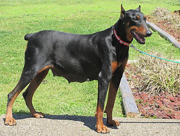 Doberman Pinscher DOBERMAN PUPPIES AND ADULTS FOR SALE...