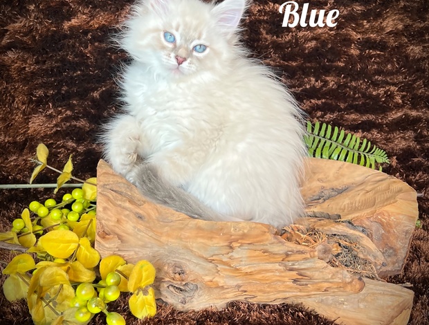 Siberian HYPOALLERGENIC SIBERIAN KITTEN FOR SALE
