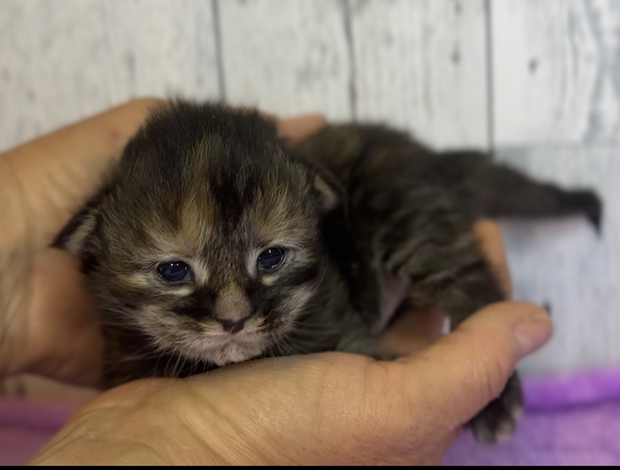 Maine Coon Maine Coon kittens