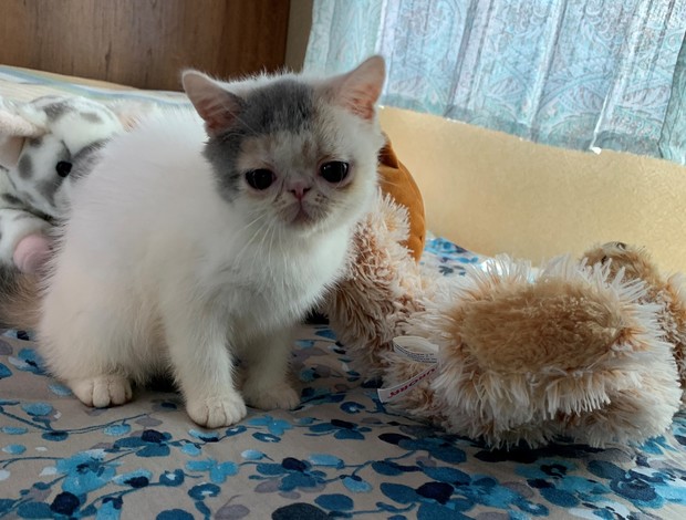 Exotic Exotic Shorthaired kittens