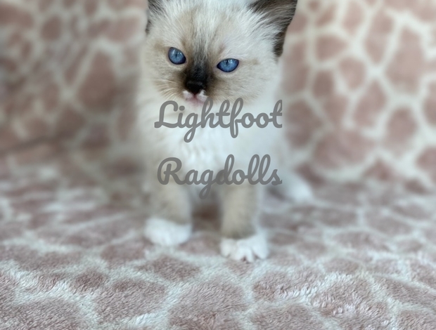 Ragdoll Lightfoot Ragdolls