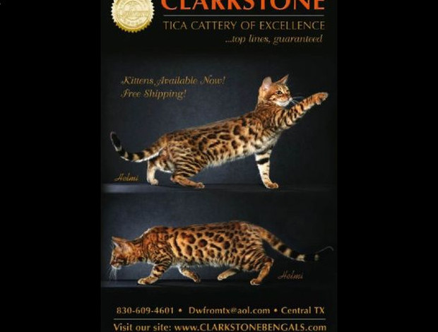 Bengal Clarkstone Bengals