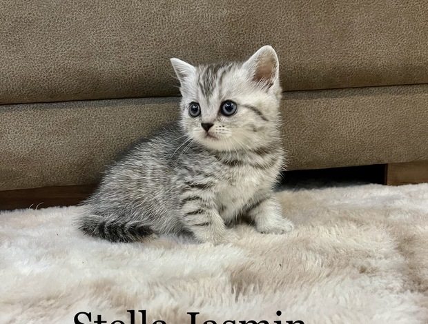 Scottish Fold Scottish fold, straight kittens