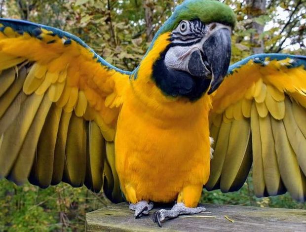 Parrot FRIENDLY CONGO AFRICAN GREY PARROTS FOR SALE